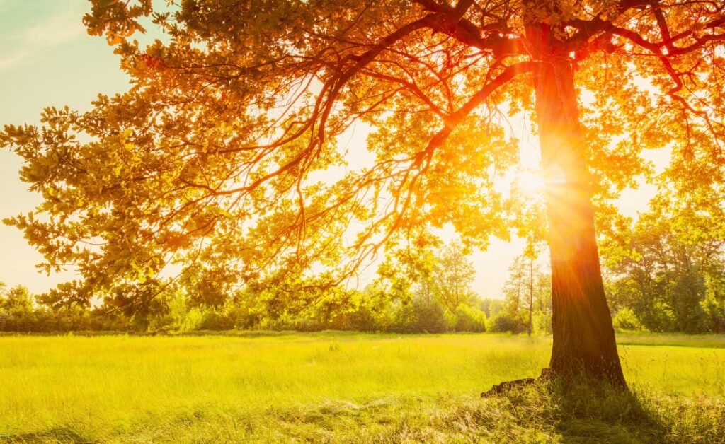A healthy tree with full canopy providing natural cooling and shade during golden hour sunlight in a Fort Worth area property.