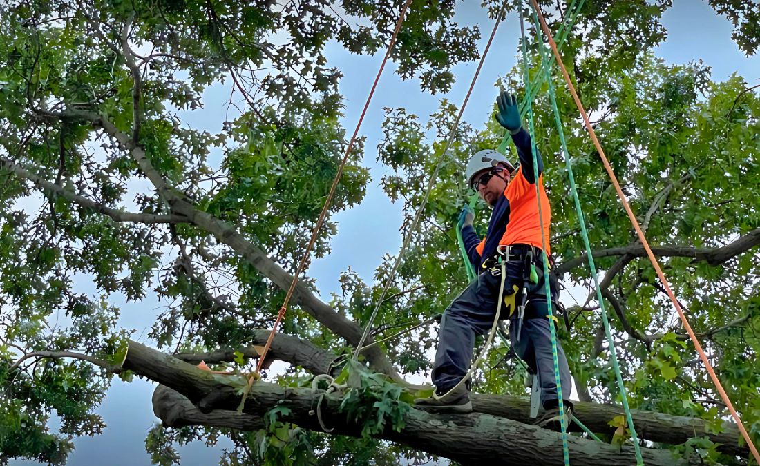 A climber from Arbor Masters assisting in tree removal in Fort Worth, TX.