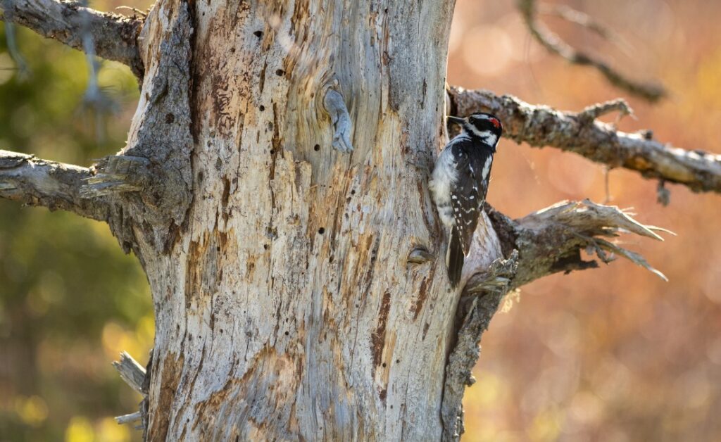 A dead tree in a yard in Kansas City, MO.
