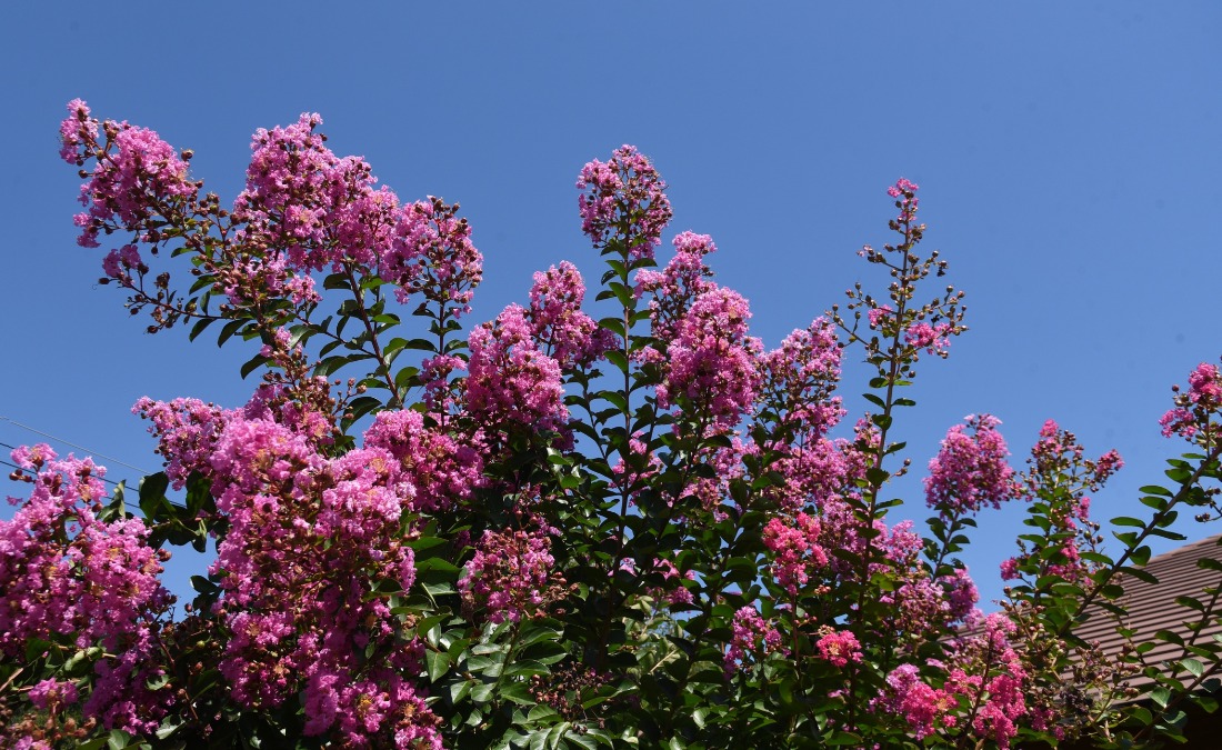 A crape myrtle tree against a blue sky in Fort Worth, TX.