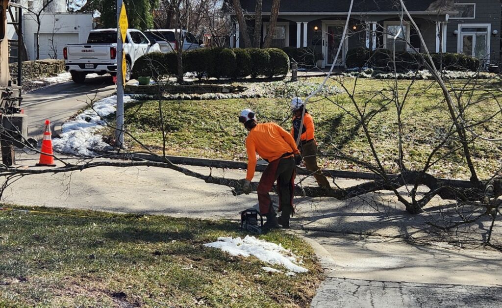 An Arbor Masters crew performing professional tree cleanup and removal services in a Fort Worth residential neighborhood with safety equipment and proper permits.