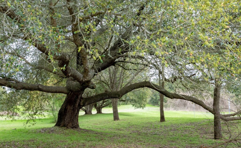 A mature live oak tree standing majestically in a Texas field, showcasing the natural beauty these trees bring to the Dallas-Fort Worth landscape.