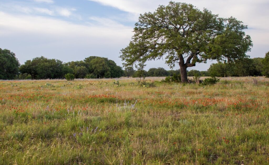 A field with an old oak tree outside of Fort Worth, TX.