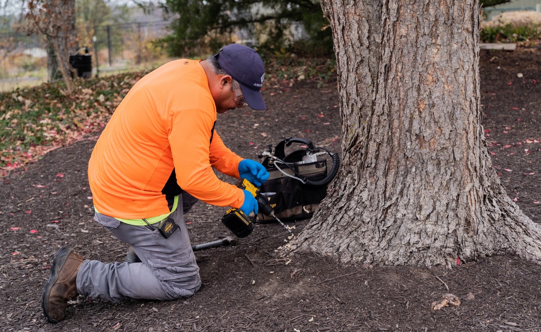 An arborist from Arbor Master drilling a hole in the base of a tree to inject insecticides in Fort Worth, TX.