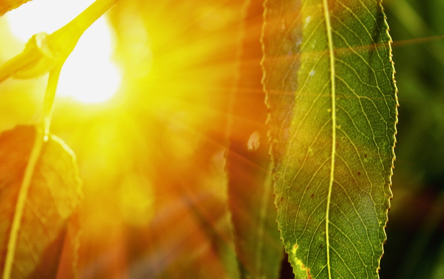 Bright sunlight filtering through healthy green tree leaves shows the cooling canopy effect that properly maintained trees provide.