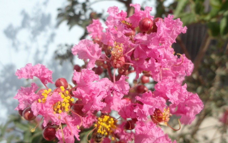 The flowers of a crape myrtle tree in Dallas, TX.