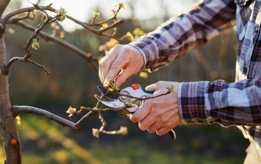 A homeowner pruning a small tree in Grand Prairie, TX.