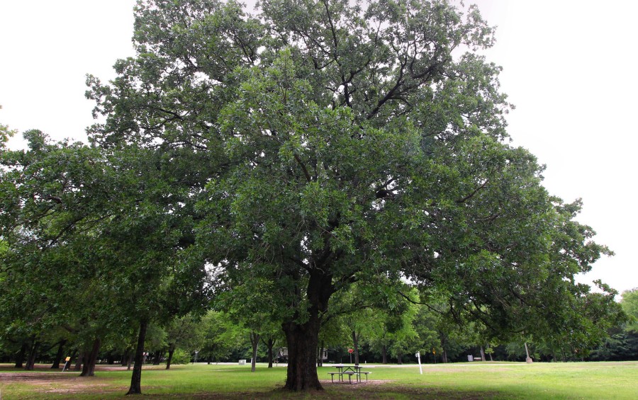 A large bur oak tree in a park in Texas.
