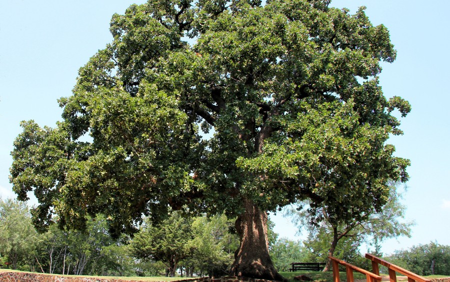 A historic post oak tree in a field.