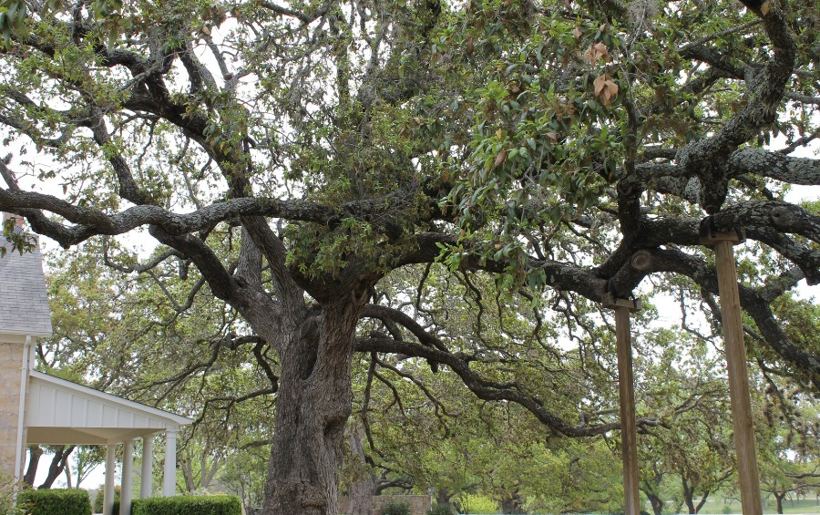 A large and mature live oak tree.