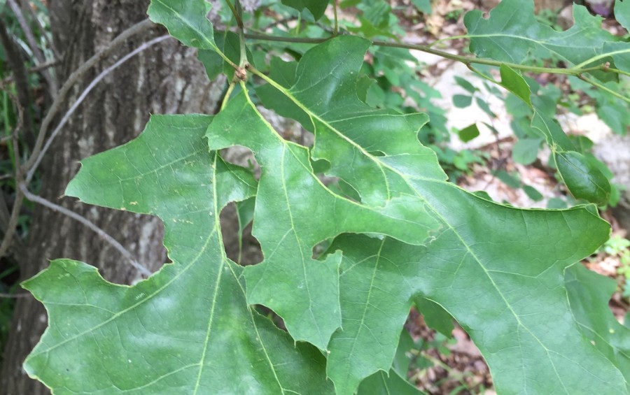 A closeup shot of the leaves of a Texas red oak.