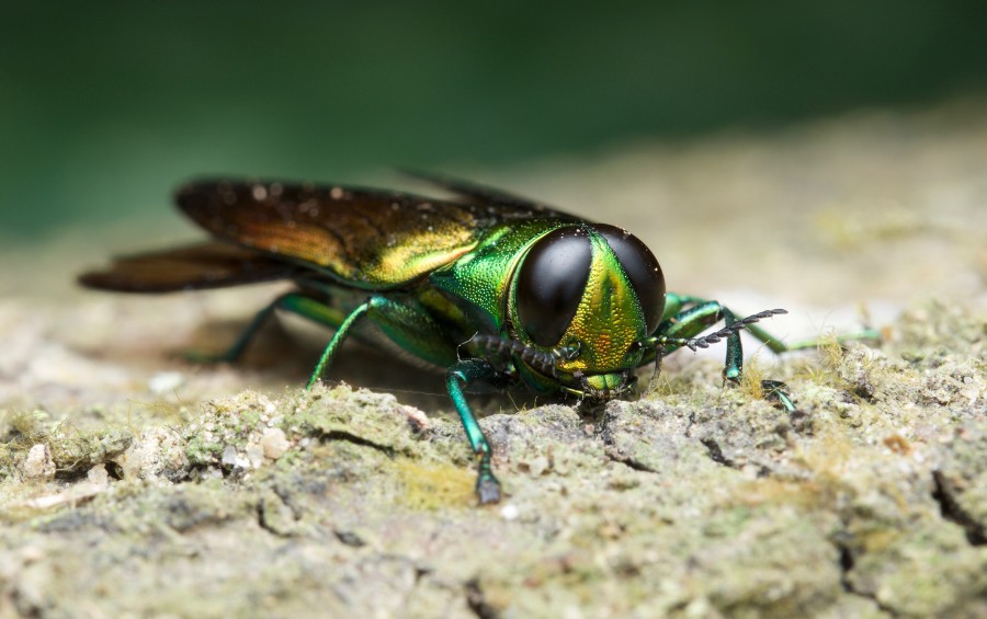 An adult emerald ash borer on a tree in Dallas, TX.