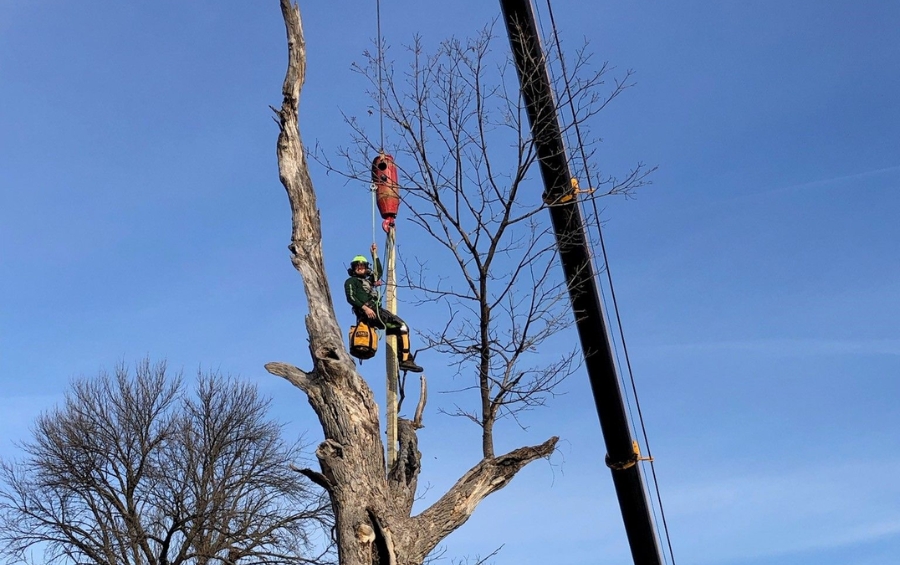 Professional crane-assisted tree removal operation in Fort Worth showing specialized equipment needed for safe removal of large trees near residential structures.