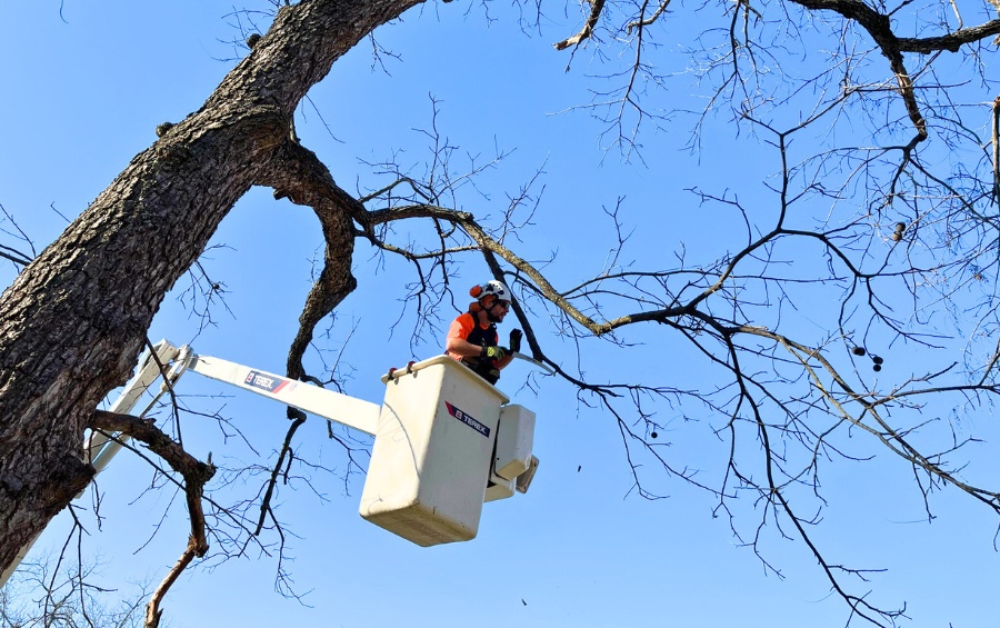 An Arbor Masters arborist in a bucket lift performing strategic crown thinning on a mature live oak to reduce winter storm damage risk in Fort Worth.