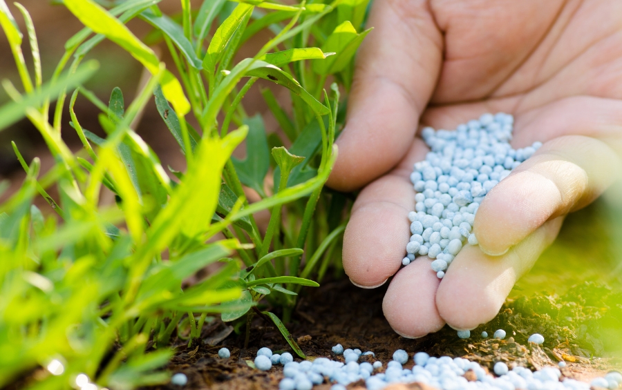 A hand holding professional-grade slow-release fertilizer pellets next to healthy green plants, demonstrating the quality difference from DIY products.