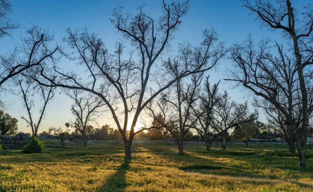 A grove of mature pecan trees stands bare against a sunrise sky over an open grassy field.