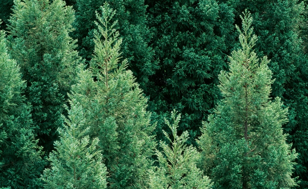 Native cedar and juniper trees grow naturally in a Fort Worth forest setting.