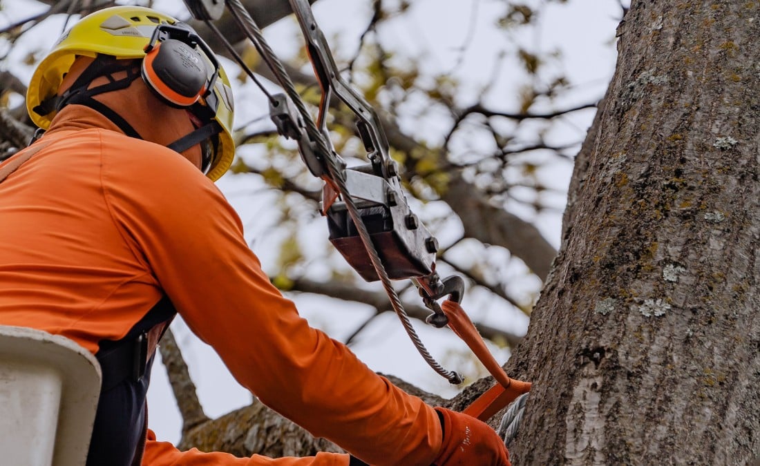 Arborist installing a steel support cable and hardware in the canopy of a mature tree to reinforce a structurally weak branch union.
