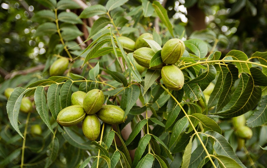 Clusters of green pecan nuts in their husks hang among compound leaves on a pecan tree branch.