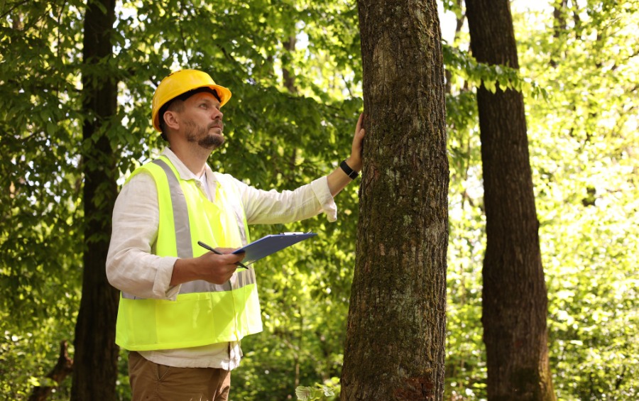 A man in a yellow hard hat and reflective vest holds a clipboard and inspects the trunk of a large tree in a wooded area.