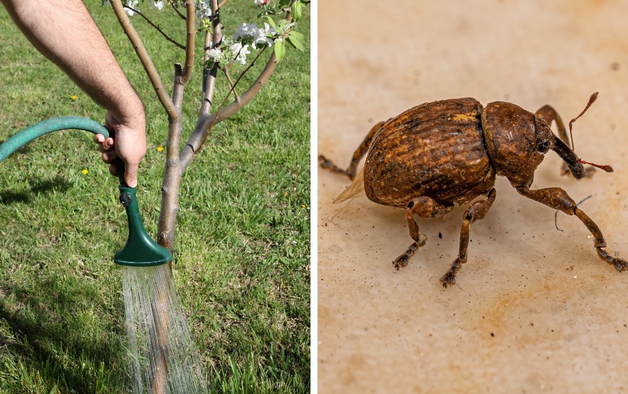 A person waters the base of a young flowering tree on the left, and a close-up of a brown long-snouted weevil sits on a tan surface on the right.