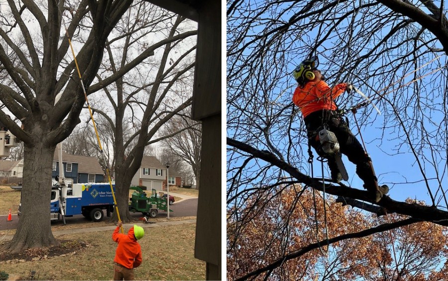 Professional arborists using specialized equipment including a pole saw and hand saw to safely perform tree maintenance work in late winter.
