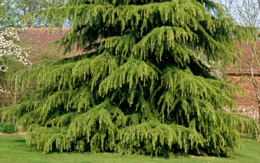A mature Deodar cedar tree displays its characteristic drooping branches in a landscaped Fort Worth yard.