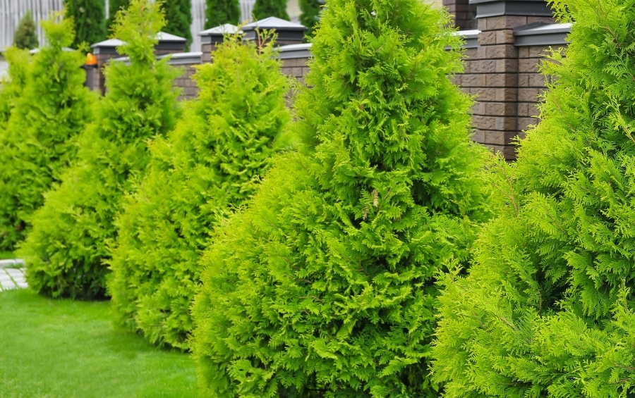 Young cedar trees are planted as privacy screening along a fence in a Fort Worth residential property.