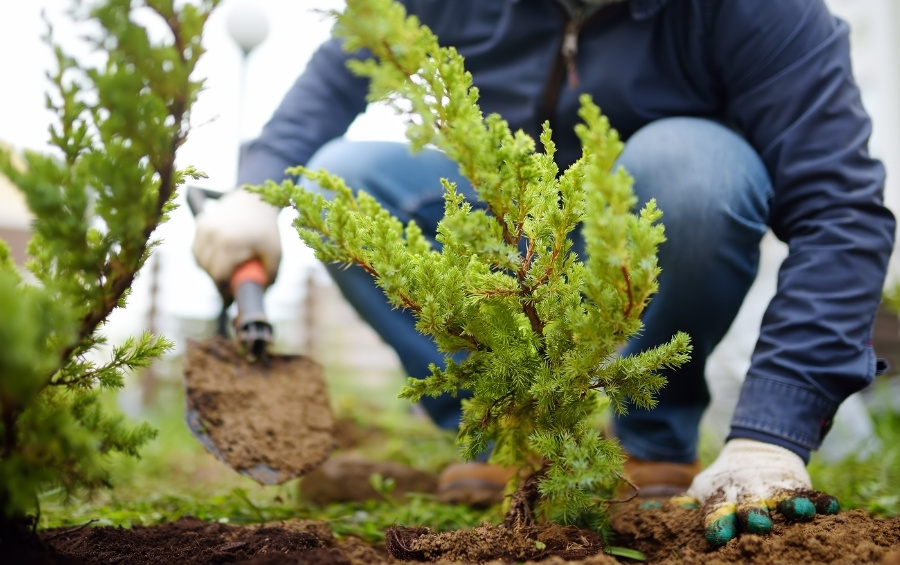 An Arbor Masters arborist plants a young juniper tree in a Fort Worth residential landscape.