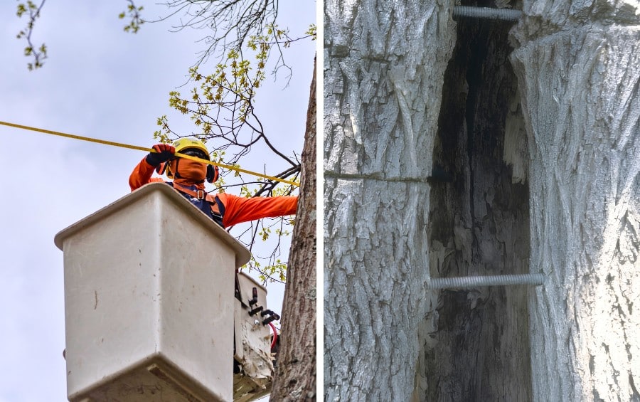 Side-by-side comparison showing an arborist installing a tree support cable from a bucket truck and a threaded brace rod installed through a split tree trunk.