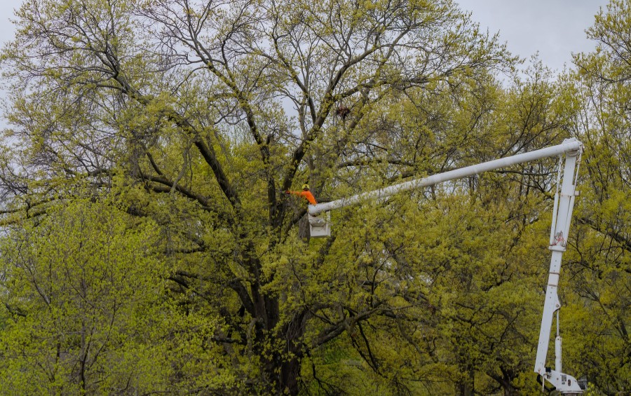 Arborist working from a bucket truck installing support cables in the upper canopy of a large mature tree.