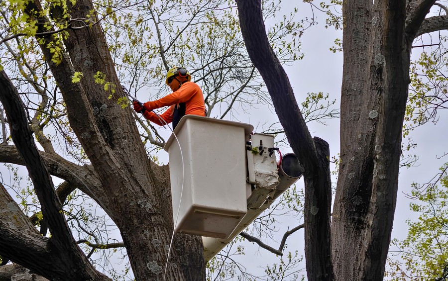 Arborist working from a bucket truck installing a support cable between large stems in a mature tree canopy.