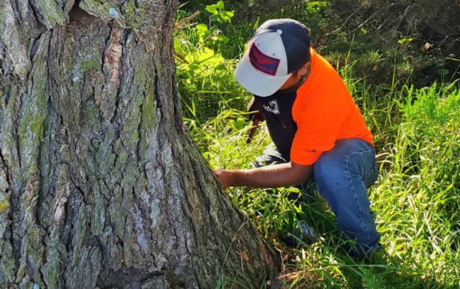 An arborist in safety gear tests the internal health of a large tree trunk.