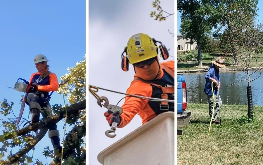 Three Arbor Masters Fort Worth crew members perform tree care work: a climber pruning a canopy, an arborist setting cabling hardware from a bucket truck, and a technician applying plant health care treatments at ground level.