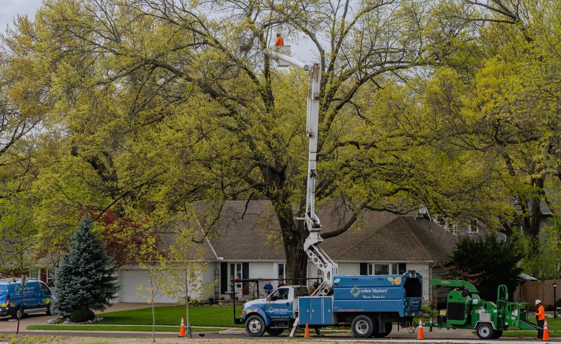 Arborists from Arbor Masters installing cabling support systems in a large tree near Des Moines, IA.