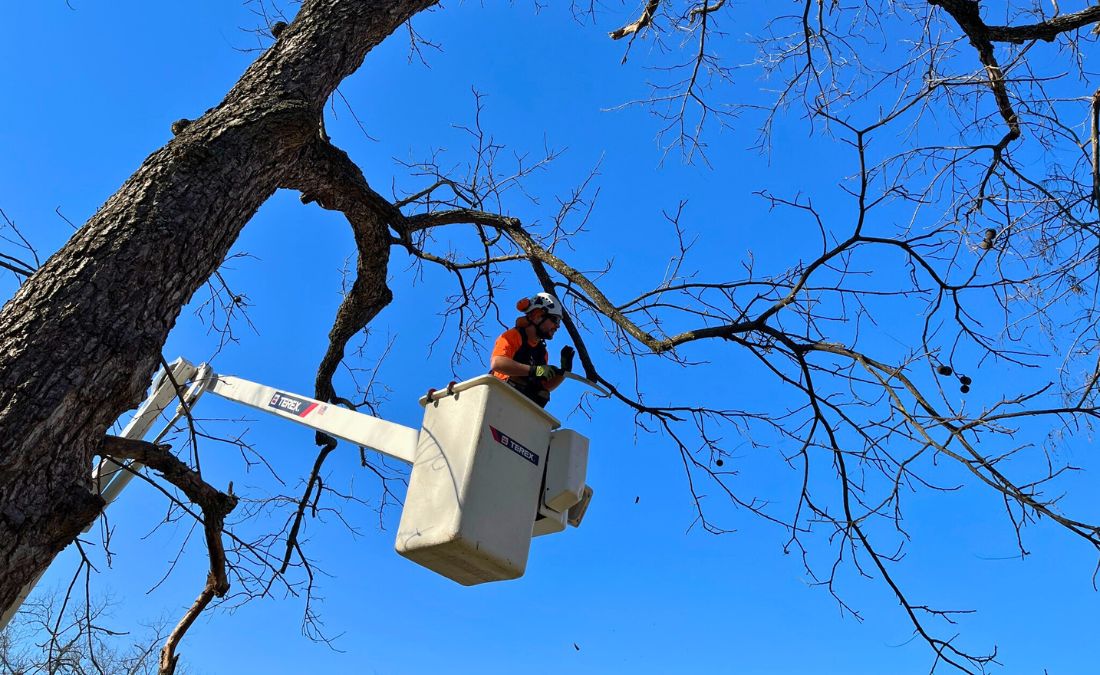 An arborist from Arbor Masters pruning a tree from a bucket truck in Wichita, KS.