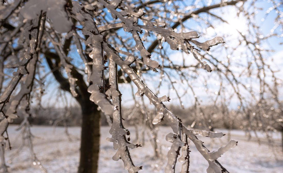 A tree branch covered in thick ice buildup with snow covering the ground after an ice storm in Kansas City, Missouri.