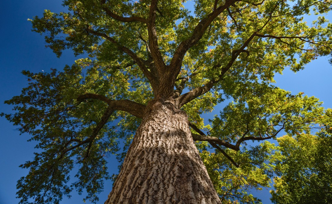 A towering oak tree, shot from below with the blue sky background near Prairie Village, KS