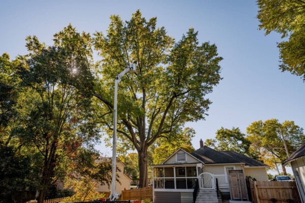 An arborist on a bucket doing some pruning to a tree near Prairie Village, KS