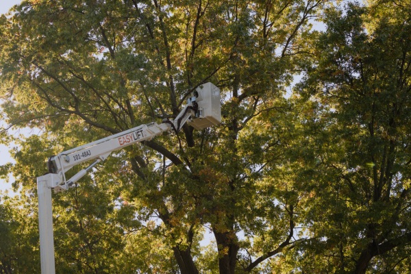 A bucket crane rising towards the tree canopy for some tree service near Prairie Village, KS