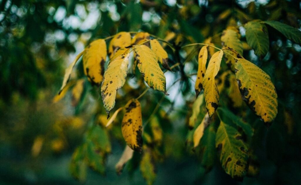 Close-up view of yellow and brown leaves with dark spots showing signs of disease or pest damage that homeowners should monitor for progression.