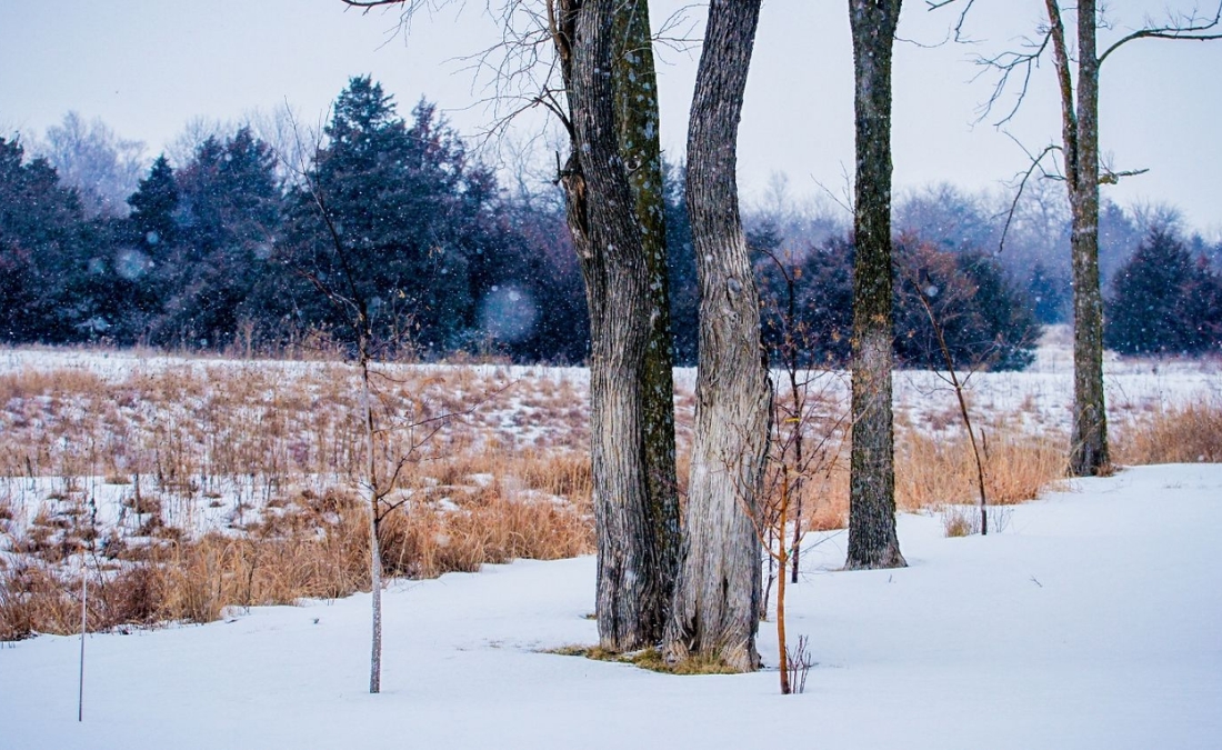 Group of trees standing in a snow-covered field in Lee’s Summit during early winter snowfall.