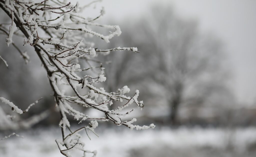Ice-covered tree branches during Kansas City winter storm showing conditions that require professional tree risk assessment and preventive care.