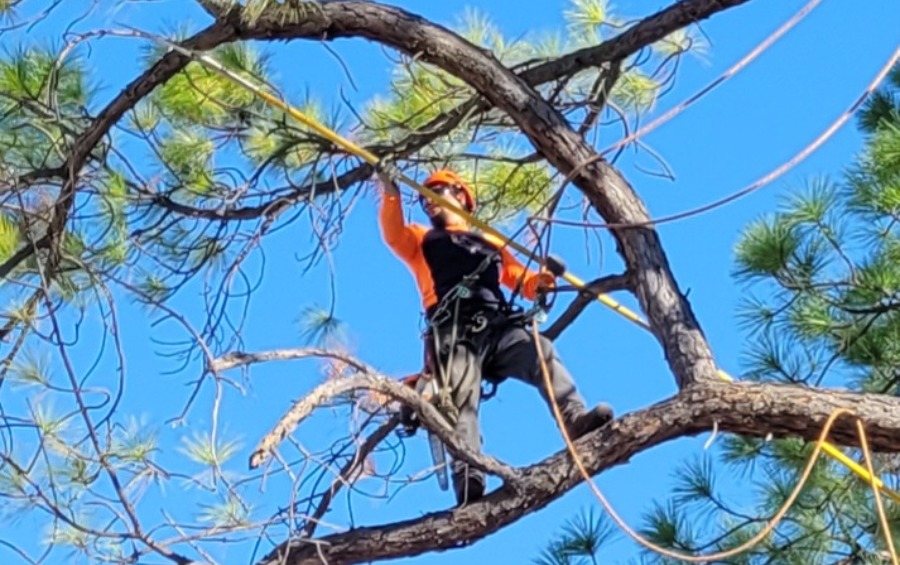 A climber in a tree performing restoration pruning in Bixby, OK, against a clear blue sky.