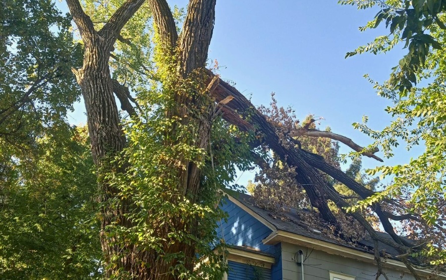 A broken branch in a storm-damaged tree against a blue background after a wind storm in Tulsa, OK.