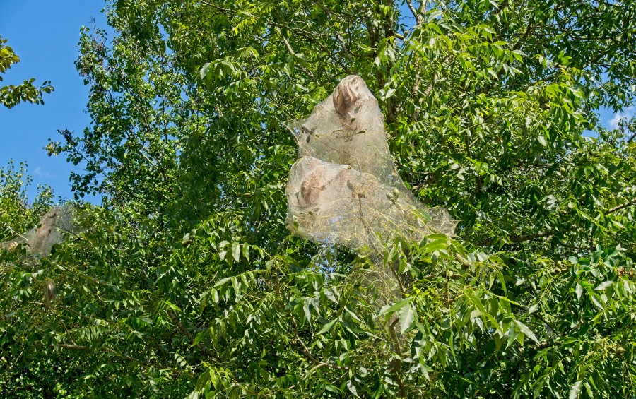 Large fall webworm nest visible in tree canopy, demonstrating the type of late summer pest infestation that requires immediate professional treatment.