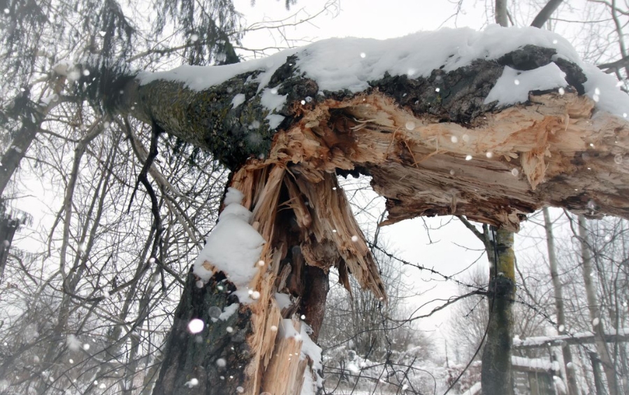Severe winter storm damage showing broken tree trunk with splintered wood and snow, demonstrating need for emergency tree service in Kansas City