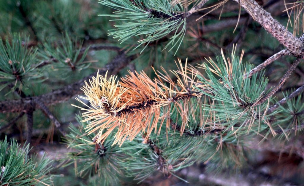 Closeup of pine branch showing winter burn damage with brown, desiccated needles next to healthy green needles.