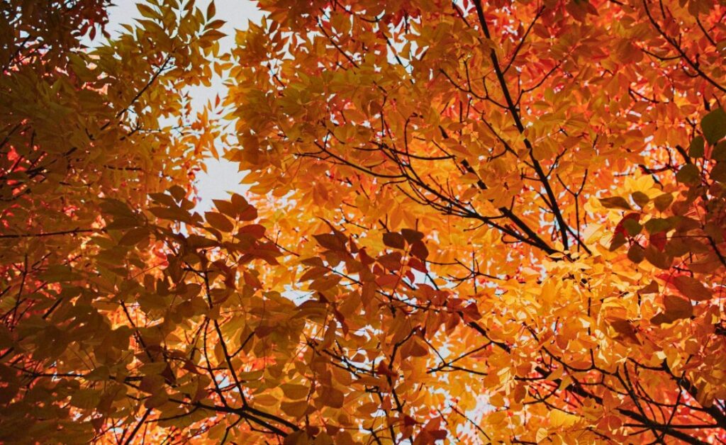Beautiful fall foliage on healthy maple tree canopy showing vibrant autumn colors in Lee's Summit, emphasizing the importance of timely tree care.