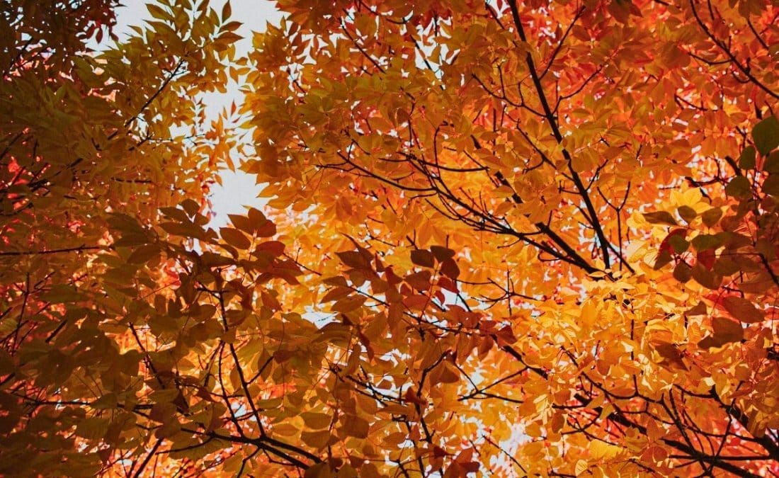 Beautiful fall foliage on healthy maple tree canopy showing vibrant autumn colors in Lee's Summit, emphasizing the importance of timely tree care.
